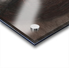 Tropical Bird Acrylic print