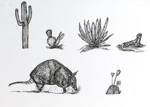Desert Animals