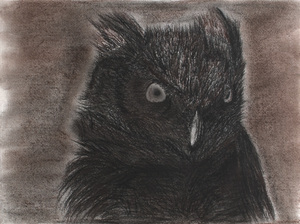 Owl 1