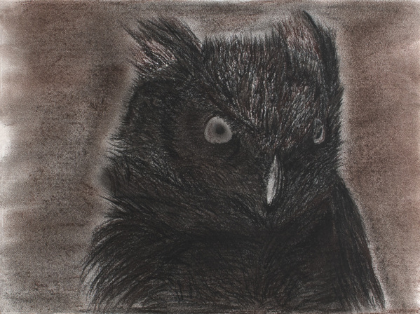 Owl 1 by Jon David