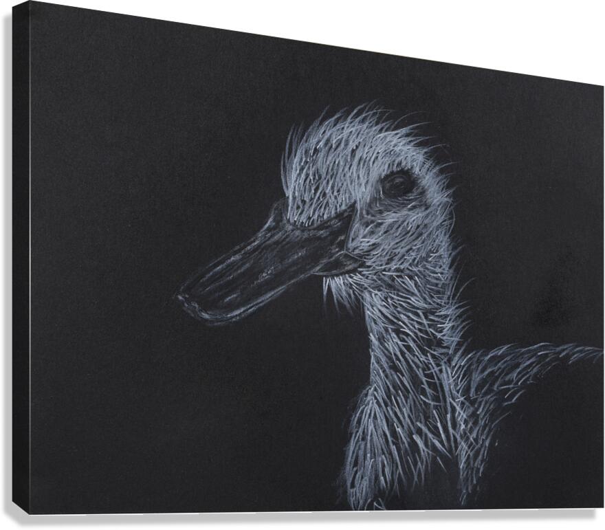 Duck Canvas Print