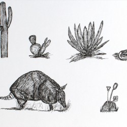 Desert Animals