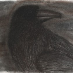 Black Bird 2